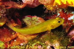 The golden goby gobies is beautiful is not easy to photog... by Fabrizio Frixa 